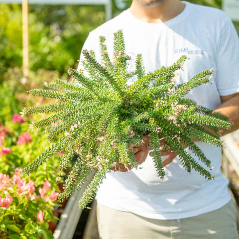 Simegarden Grevillea mount tamboritha 18 cm