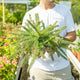 Simegarden Grevillea mount tamboritha 18 cm
