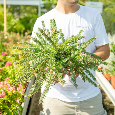 Simegarden Grevillea mount tamboritha 18 cm