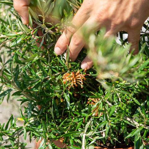 Simegarden Grevillea poorinda 24 cm