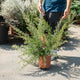 Simegarden Grevillea poorinda 24 cm