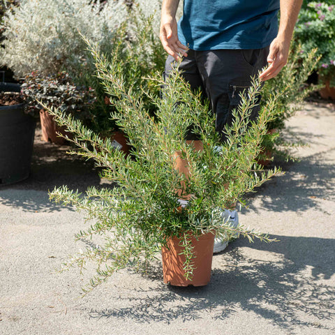 Simegarden Grevillea poorinda 24 cm