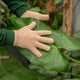 Simegarden Guanti per pulire piante