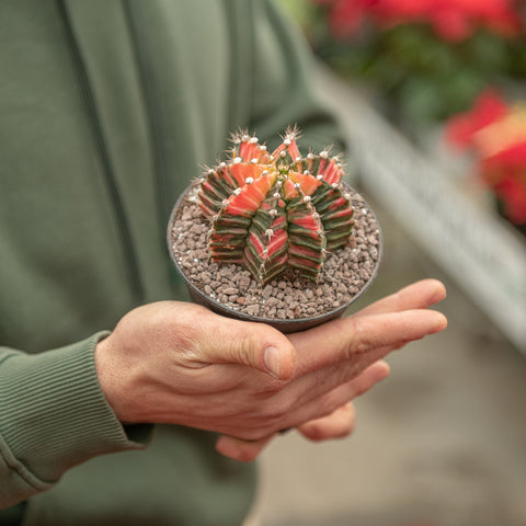 Simegarden Gymnocalicium mihainovichii Pianta da collezione / 12 cm