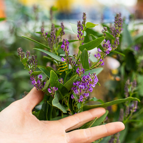 Simegarden Hardenbergia 15 cm
