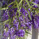 Simegarden Hardenbergia 15 cm