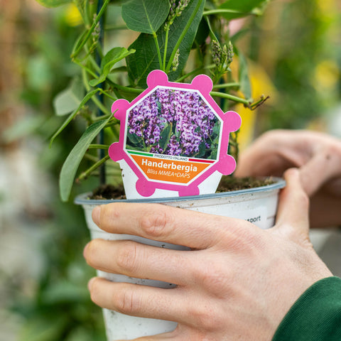 Simegarden Hardenbergia 15 cm