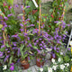 Simegarden Hardenbergia 17 cm