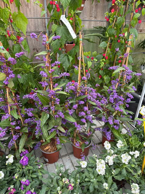 Simegarden Hardenbergia 17 cm