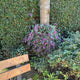 Simegarden Hardenbergia 17 cm