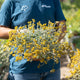 Simegarden Helichrysum cymosum 17 cm