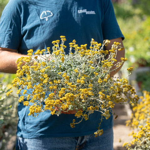 Simegarden Helichrysum cymosum 17 cm