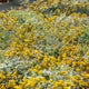 Simegarden Helichrysum cymosum 17 cm