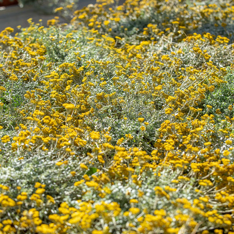 Simegarden Helichrysum cymosum 17 cm