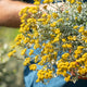 Simegarden Helichrysum cymosum 17 cm