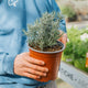 Simegarden Helichrysum italicum