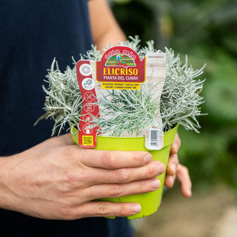 Simegarden Helichrysum italicum 14 cm