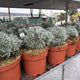 Simegarden Helichrysum italicum 22 cm