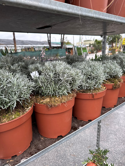 Simegarden Helichrysum italicum 22 cm