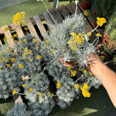 Simegarden Helichrysum korma 17 cm