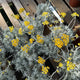 Simegarden Helichrysum korma 17 cm