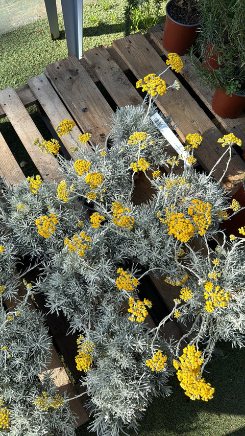 Simegarden Helichrysum korma 17 cm