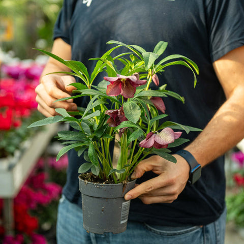 Simegarden Helleborus 'Ice N'Roses Early Red' 12 cm