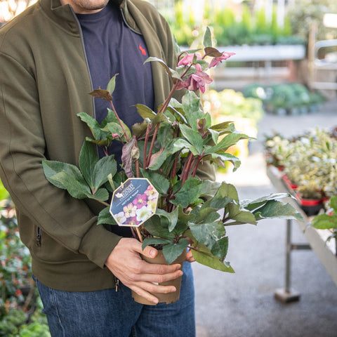 Simegarden Helleborus 'Ice N'Roses Early Red' 15 cm