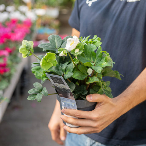 Simegarden Helleborus niger christmas carol 14 cm