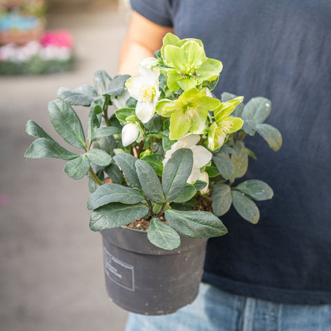 Simegarden Helleborus niger christmas carol 17 cm