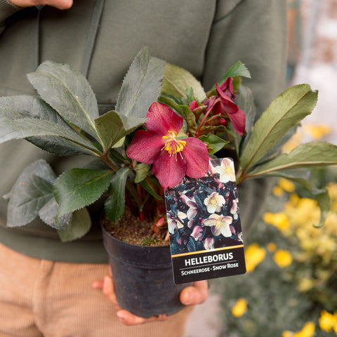 Simegarden Helleborus x ericsmithii “Anna’s Red” 12cm