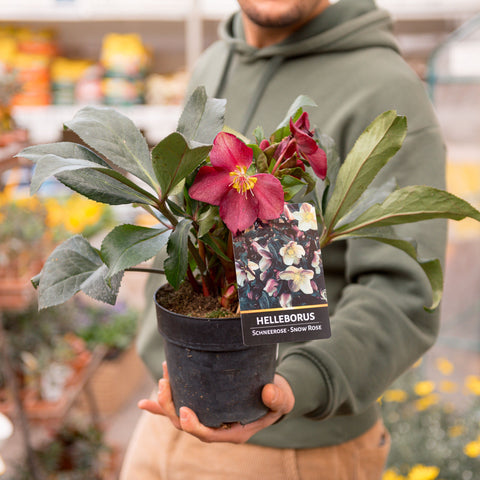 Simegarden Helleborus x ericsmithii “Anna’s Red” 12cm