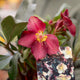 Simegarden Helleborus x ericsmithii “Anna’s Red” 12cm