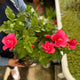 Simegarden Hibiscus rosa sinensis