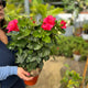 Simegarden Hibiscus rosa sinensis
