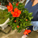 Simegarden Hibiscus rosa sinensis