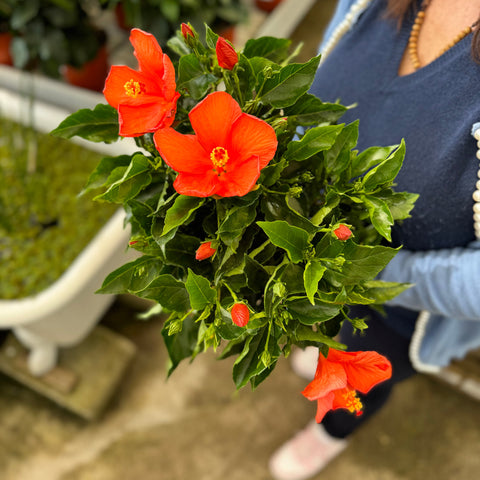 Simegarden Hibiscus rosa sinensis