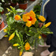 Simegarden Hibiscus rosa sinensis