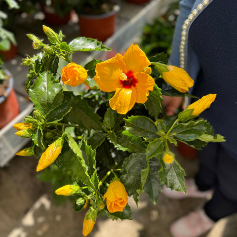 Simegarden Hibiscus rosa sinensis