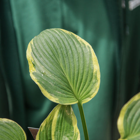 Simegarden Hosta fortunei “Albomarginata” 17 cm