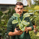 Simegarden Hosta fortunei “Albomarginata” 17 cm