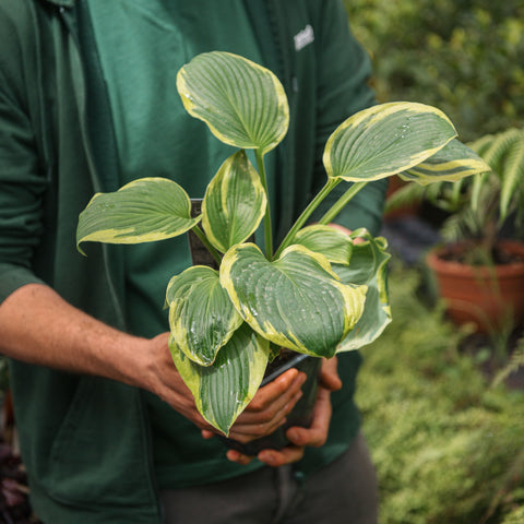 Simegarden Hosta fortunei “Albomarginata” 17 cm