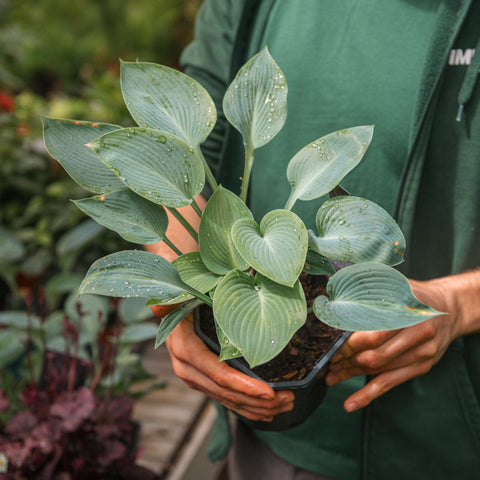 Simegarden Hosta “Halcyon” 17 cm