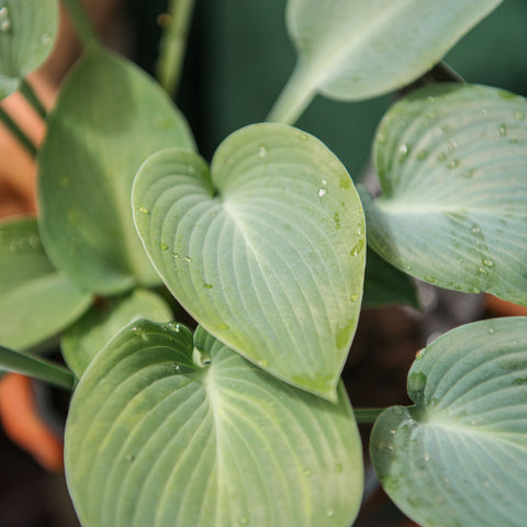 Simegarden Hosta “Halcyon” 17 cm