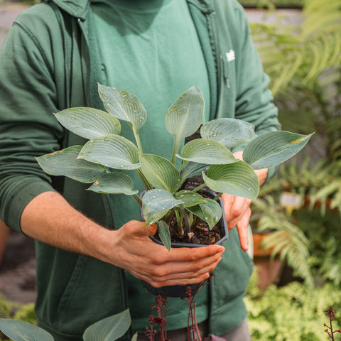 Simegarden Hosta “Halcyon” 17 cm
