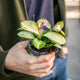 Simegarden Hoya australis lisa baby