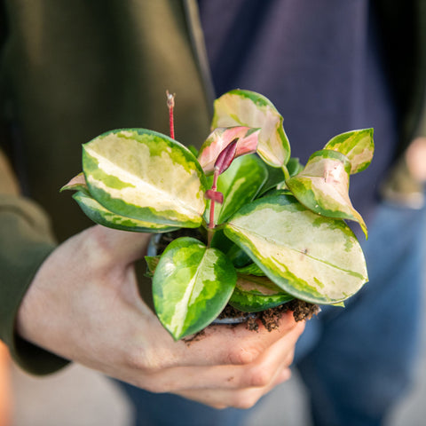 Simegarden Hoya australis lisa baby 9 cm