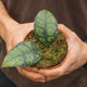 Simegarden Hoya callistophylla "black cat" 10.5 cm