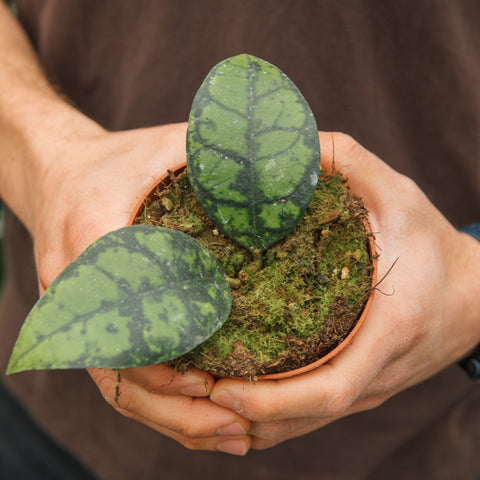 Simegarden Hoya callistophylla "black cat" 10.5 cm