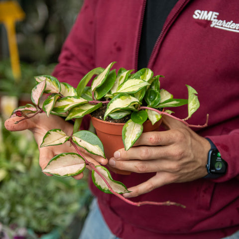 Simegarden Hoya carnosa 12 cm